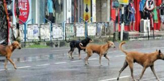 ഭീഷണിയായി തെരുവ് നായകൾ; തൊട്ടിൽപ്പാലം മേഖലയിൽ ആളുകൾ ഭീതിയിൽ Kozhikode News