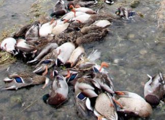 ആലപ്പുഴ ജില്ലയിൽ വീണ്ടും പക്ഷിപ്പനി സ്ഥിരീകരിച്ചു; രോഗം താറാവുകളിൽ Bird Flu Kerala