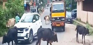 Livestock In Roads In Nilampur In Malappuram