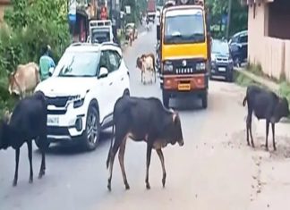 Livestock In Roads In Nilampur In Malappuram