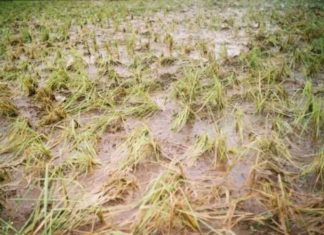 rain; Farmers unable to harvest paddy