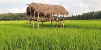 ചേകാടിയിൽ സ്ട്രീറ്റ് ടൂറിസം പദ്ധതി; ഗ്രാമീണ കാർഷിക ജീവിതം ഇനി ലോകത്തിന് മുന്നിൽ Chekadi Street Tourism Project