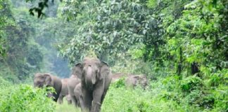 Wild Elephant Attack Increased In Palakkad Kacheriparambu