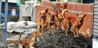Street Dogs Attack Increased In Palakkad Area