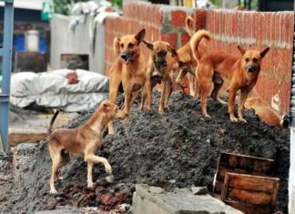Street Dogs Attack Increased In Palakkad Area