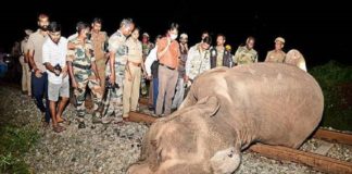 elephent death in walayar