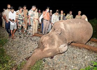 elephent death in walayar