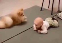 the puppy teaching the baby to crawling