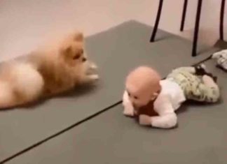 അങ്ങനെയല്ല, ഇങ്ങനെ… കുഞ്ഞിനെ മുട്ടിലിഴയാൻ പഠിപ്പിക്കുന്ന നായക്കുട്ടി the puppy teaching the baby to crawling