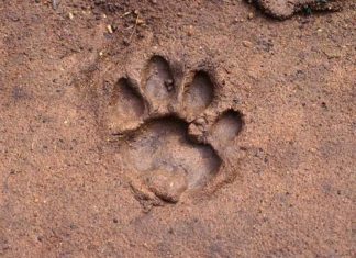 tiger footprint-wayanad