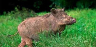 27 Wild Boars Were Killed In Kannur
