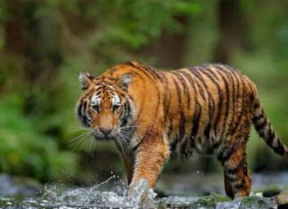 Presence of tiger in Villumala colony