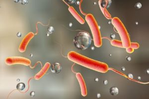 Presence of cholera in alappuzha