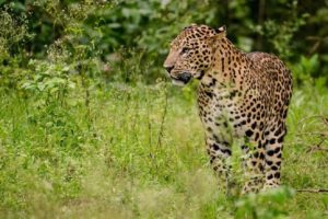 Leopard attack Girl