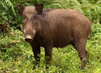 the-wild-pig