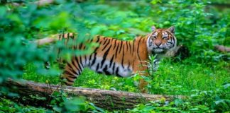 Tiger Found In The Villages Of Malappuram