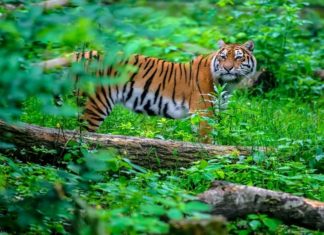 Tiger Found In The Villages Of Malappuram
