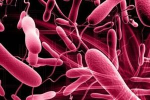 Presence of cholera in alappuzha