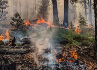 കാലിഫോർണിയ കാട്ടുതീ; രണ്ട് വർഷത്തിനിടെ ആയിരക്കണക്കിന് സെക്കോയ മരങ്ങളും കത്തിനശിച്ചു kalifornia-fire