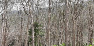 Rubber farmers worried