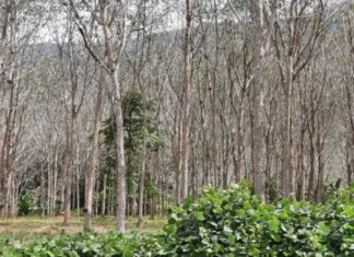 Rubber farmers worried