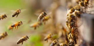 bee attack in kasargod