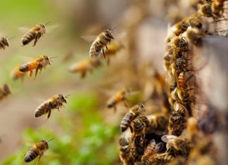 เดชเดณเตเดณเดฟเดชเตเดชเตเดดเดฏเดฟเตฝ เดเดเดจเตเดจเตฝ เดเตเดคเตเดคเตเดฑเตเดฑเต เดเดฑเตเดชเตเตผเดเตเดเต เดชเดฐเดฟเดเตเดเต; เดฐเดฃเตเดเต เดเตเดเตเดเดฟเดเตพเดเตเดเต เดเตเดฐเตเดคเดฐเด bee attack in kasargod