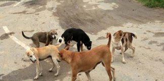 5000 Rupee As Compensation For Street Dogs Attack In Malappuram