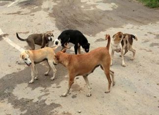 5000 Rupee As Compensation For Street Dogs Attack In Malappuram