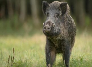 Wild Boar attack