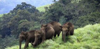 ആനമതിൽ നിർമാണം; ആറളം ഫാമിൽ വീണ്ടും വിദഗ്ധ പരിശോധന elephant wall at aralam farm