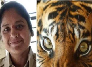 tigress-kills-woman-forest-officer
