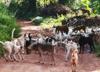 തെരുവ് നായകളുടെ ശല്യം രൂക്ഷം; വഴിനടക്കാൻ സാധിക്കാതെ പൊതുജനം Street Dogs Attack In Koppam Area In Palakkad