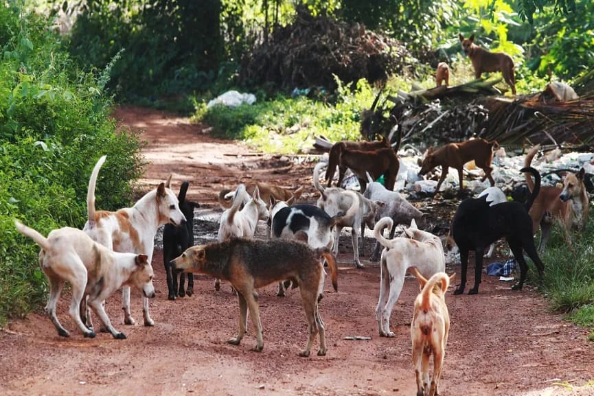 Street Dogs Attack In Koppam Area In Palakkad Street Dogs Attack In Koppam Area In Palakkad