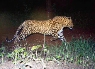 Leopard In wayaand