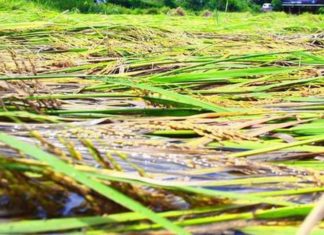 crop damage_thiruvananthapuram