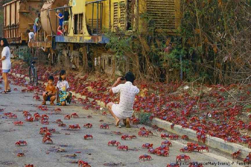 red crab migration in Christmas island_malabarnews 