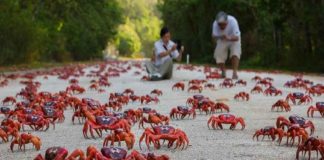 Red Crab Migration