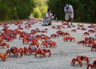 ‘ഇത് ഞങ്ങളുടെ ഏരിയ’; ക്രിസ്മസ് ദ്വീപ് കയ്യേറി അഞ്ച് കോടി ഞണ്ടുകൾ Red Crab Migration