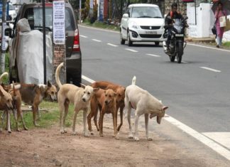 Street Dogs Issues In Wayanad Kalppatta