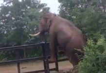 elephant's video goes viral