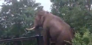 ഇതൊക്കെയെന്ത്… കൊമ്പന്റെ ‘വേലിചാട്ടം’ വൈറൽ elephant's video goes viral