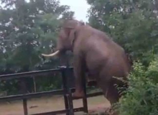 ഇതൊക്കെയെന്ത്… കൊമ്പന്റെ ‘വേലിചാട്ടം’ വൈറൽ elephant's video goes viral