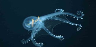 video-of-the-glass-octopus-goes-viral