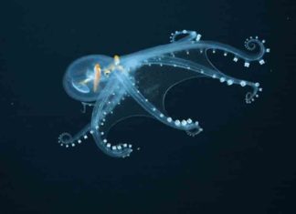 ആഴക്കടലിലെ കൗതുകം; ചില്ലു നീരാളിയുടെ വീഡിയോ വൈറലാകുന്നു video-of-the-glass-octopus-goes-viral