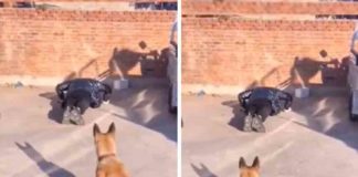 പുഷ് അപ്പ് എടുക്കുന്ന വളർത്തുനായ; കൗതുകമുണർത്തി വീഡിയോ Exercising pet; Interesting video