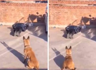 പുഷ് അപ്പ് എടുക്കുന്ന വളർത്തുനായ; കൗതുകമുണർത്തി വീഡിയോ Exercising pet; Interesting video