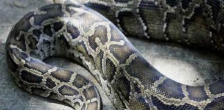 വിശ്രമത്തിനായി പഴക്കടയിൽ കയറി പെരുമ്പാമ്പ്; ‘ചാക്കിലാക്കാൻ’ ശ്രമിച്ച യുവാവിന് കടിയേറ്റു Python_kasargod