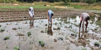 ദുരിതം വിതച്ച് മഴ; കൊളവയലിൽ അഞ്ചേക്കർ കൃഷി വെള്ളത്തിൽ Farming Issues Due To the Heavy Rain In Kasargod