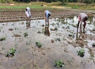 ദുരിതം വിതച്ച് മഴ; കൊളവയലിൽ അഞ്ചേക്കർ കൃഷി വെള്ളത്തിൽ Farming Issues Due To the Heavy Rain In Kasargod